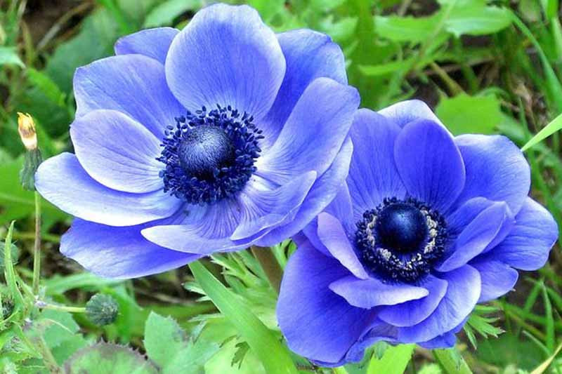 Anemone coronaria 'Blue Poppy'